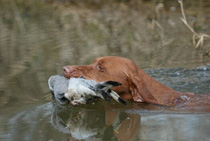 Vizsla water retrieving