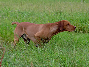 Hungarian Vizsla pointing