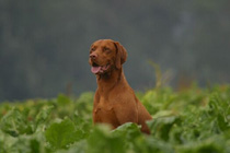 Vizsla hunting