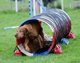 Vizsla going through a tunnel in agility course