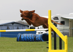 Vizsla jumping a jump in agility course