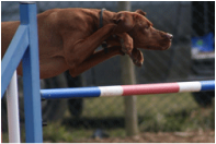 Vizsla in air over jump in agility course