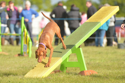 Vizsla down the see-saw in agility course