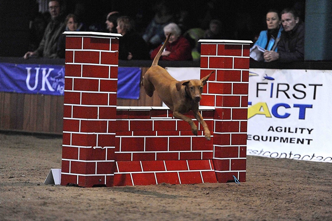 Vizsla jumping over the wall in agility course