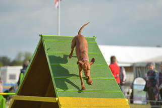 Vizsla down the slide in agility course