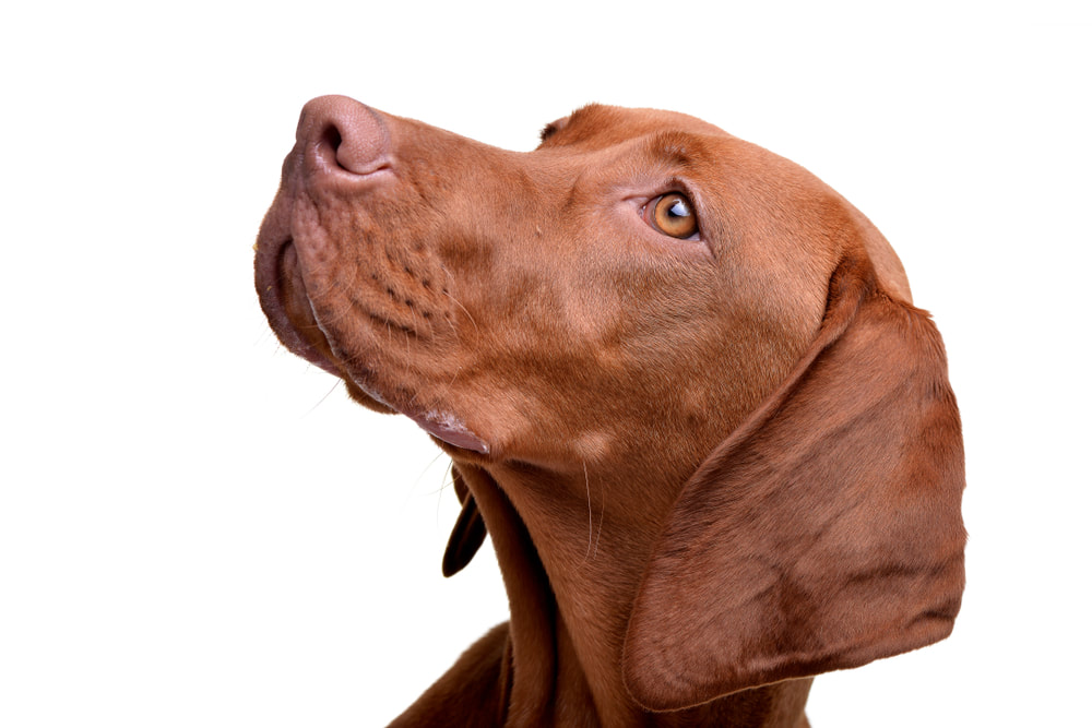 Hungarian Vizsla looking up