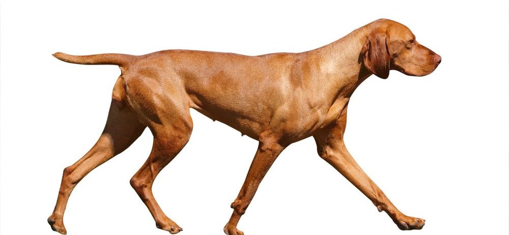 Hungarian Vizsla moving