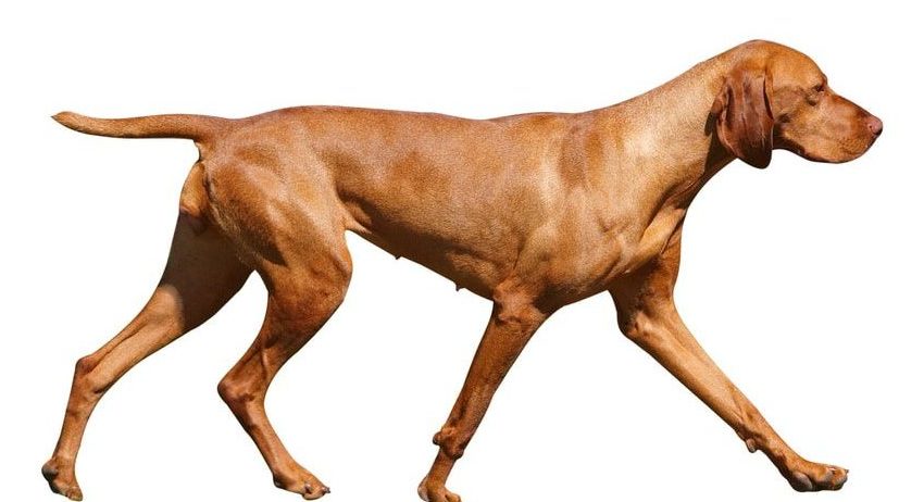 Hungarian Vizsla moving