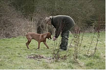 Vizsla retrieve to handler