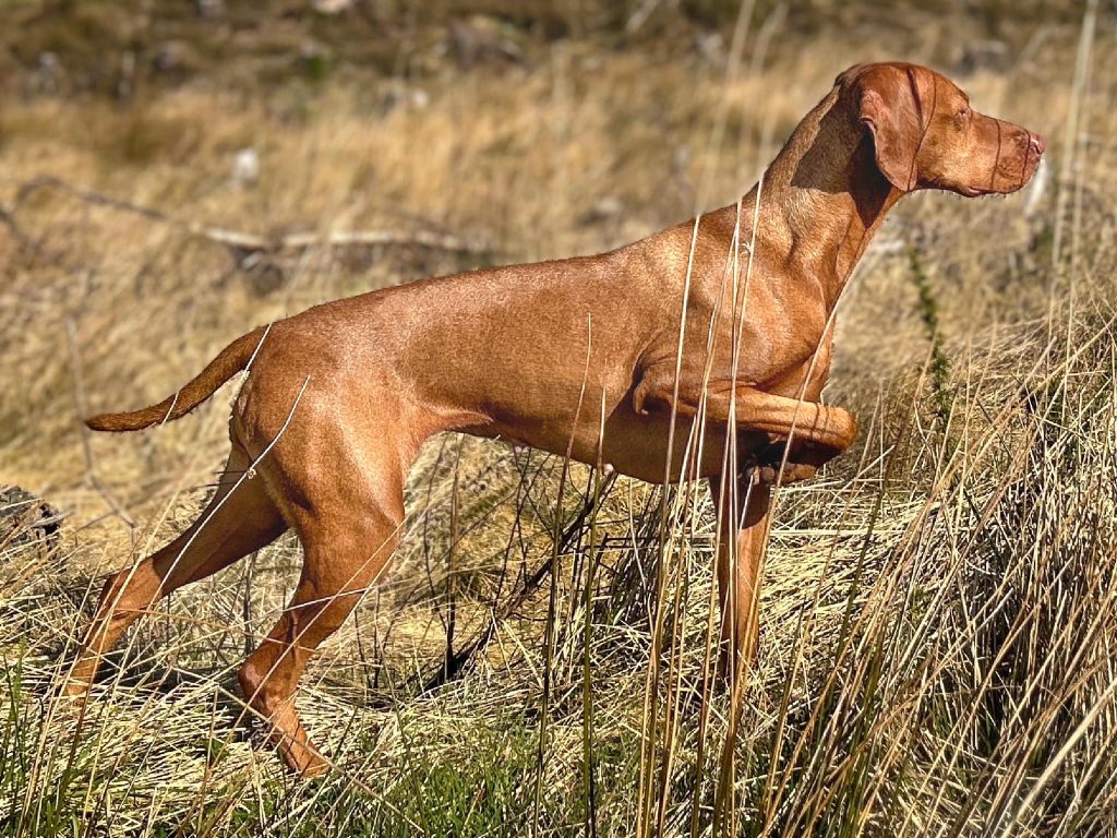 Hungarian Vizsla pointing