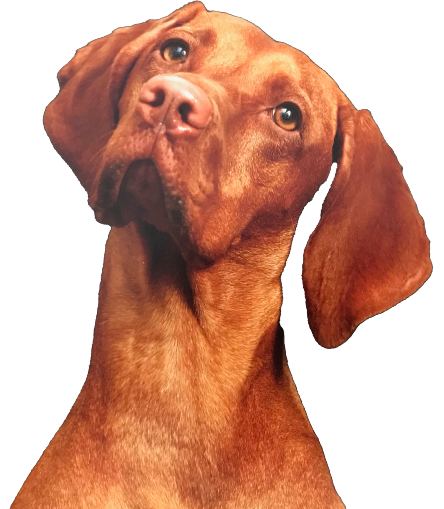 Vizsla face on