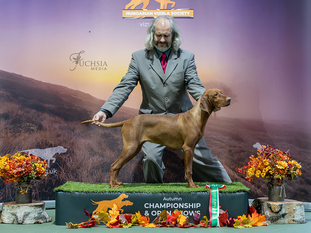 Best Puppy In Show -Vizslanya Elvezet, Breed: Hungarian Vizsla (Mr S & Mrs K M Challis)