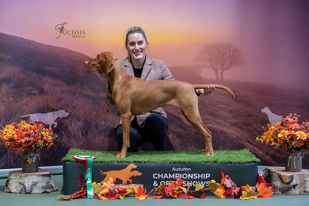 Best Opposite Sex In Show - Butterfly Hunter Pancake, Breed: Hungarian Vizsla (Mr L & Mrs J Smith)