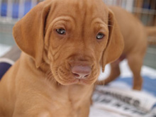 vizsla puppies rescue