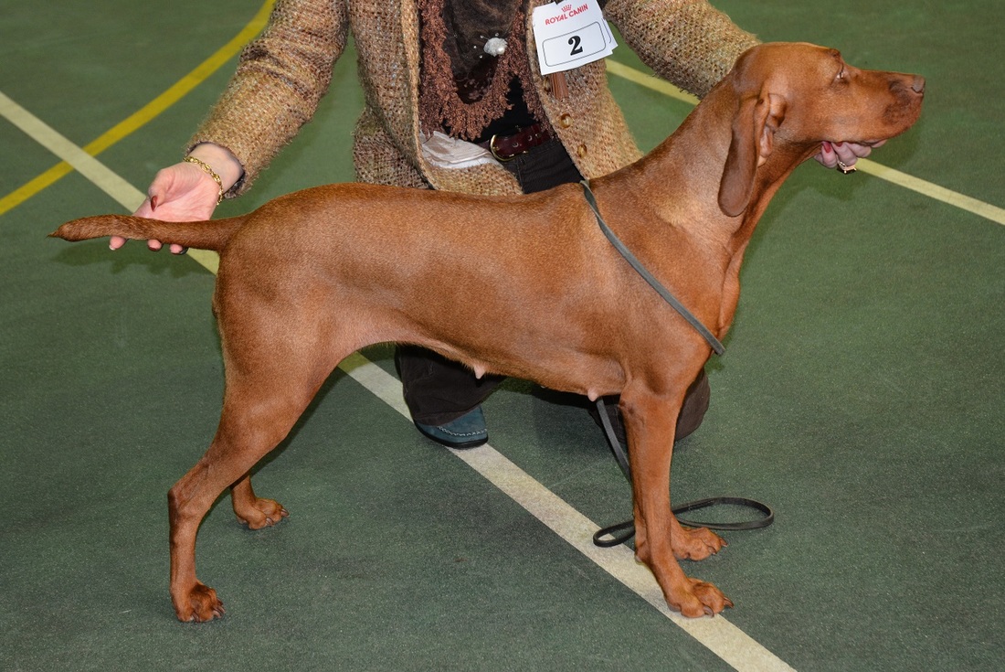 Show Results Ch Sh April 15 Hungarian Vizsla Society