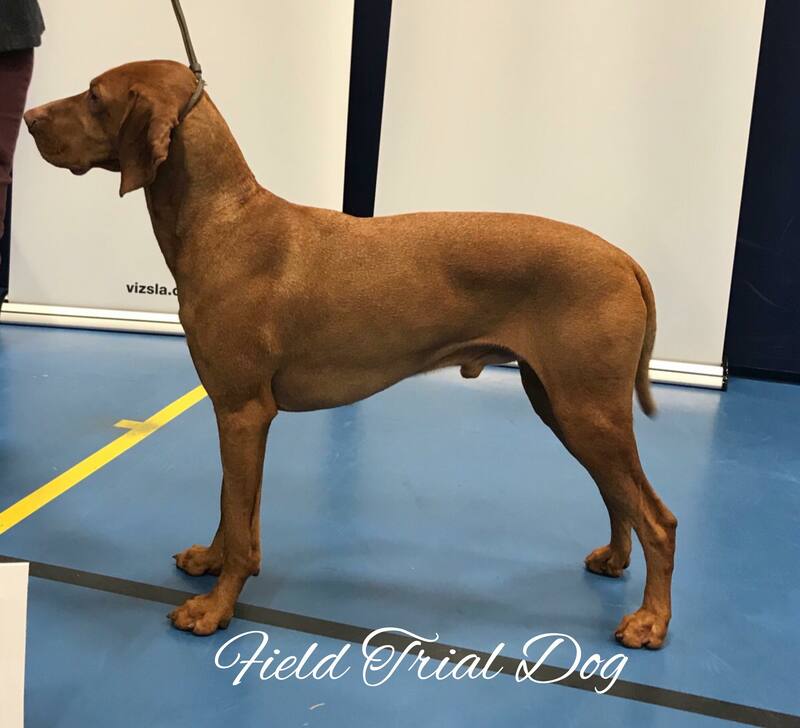 2019 Champ Show Photos Hungarian Vizsla Society
