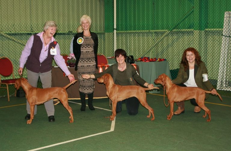 HVS OPEN SHOW NOVEMBER 2014