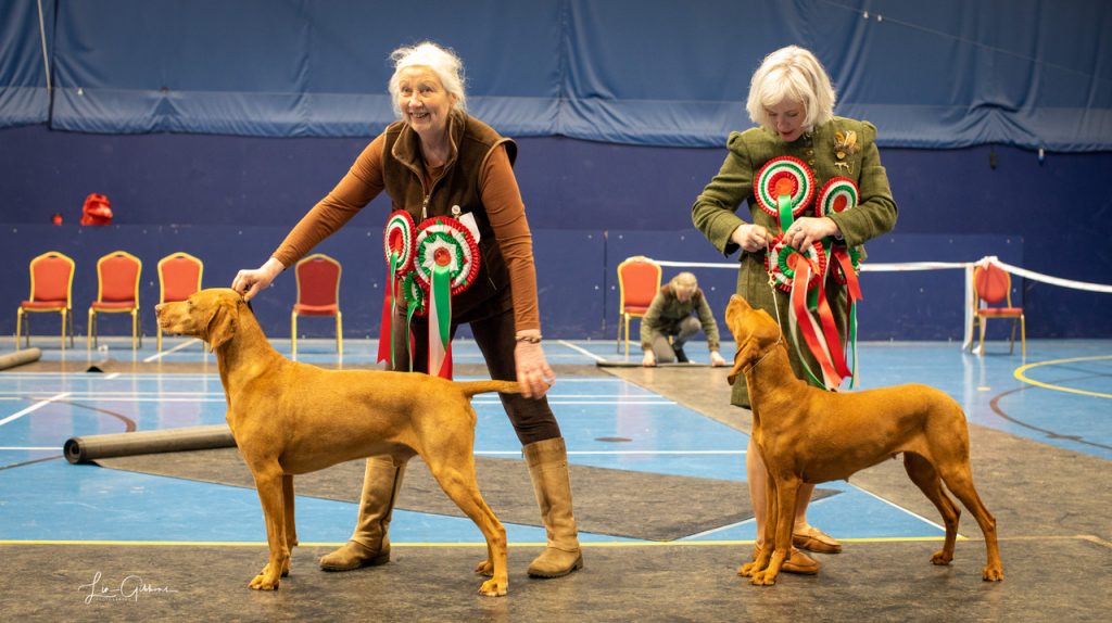 BEST OF BREED: TOWNSEND, MRS L J – SH CH DAXPACK RISKTAKER RAINSCOTE RESERVE BEST IN SHOW: RUTHERFORD, MS S – KINCSEM SARISKA BEST OPPOSITE SEX IN SHOW: RUTHERFORD, MS S – KINCSEM SARISKA