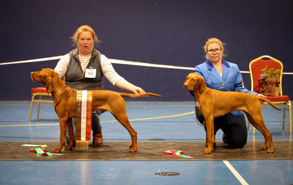 BEST PUPPY IN SHOW: WALL, MISS J – PERLLANSIDE STREET PARTY
RESERVE BEST PUPPY IN SHOW: ELLIOTT, MRS L & MISS L – VIZSLANYA PAFRANY FOR ZINNIAVIZ