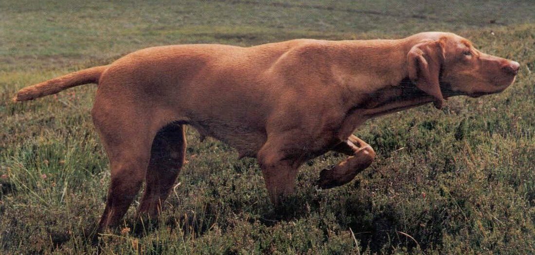 Field trial events diary Hungarian Vizsla Society