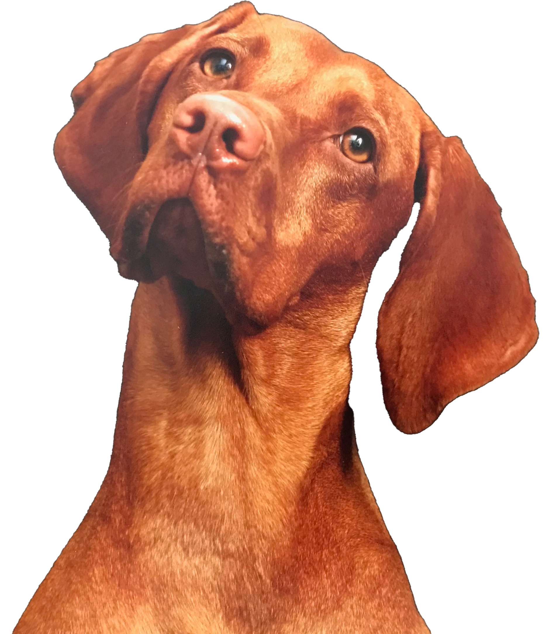 Vizsla face on