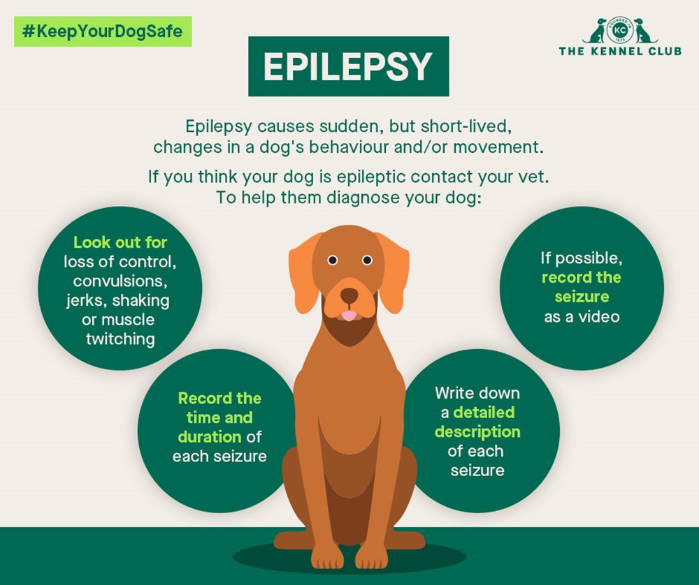 Epilepsy in Vizslas