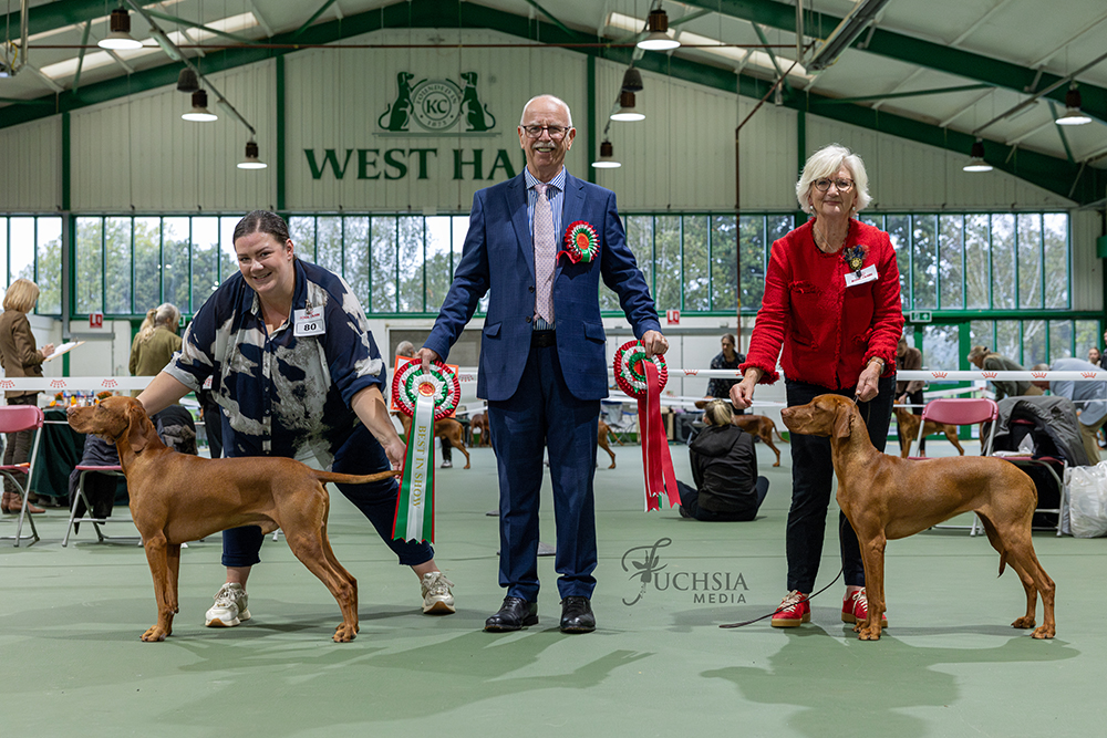 Hungarian Vizsla Society Ch Show Winners